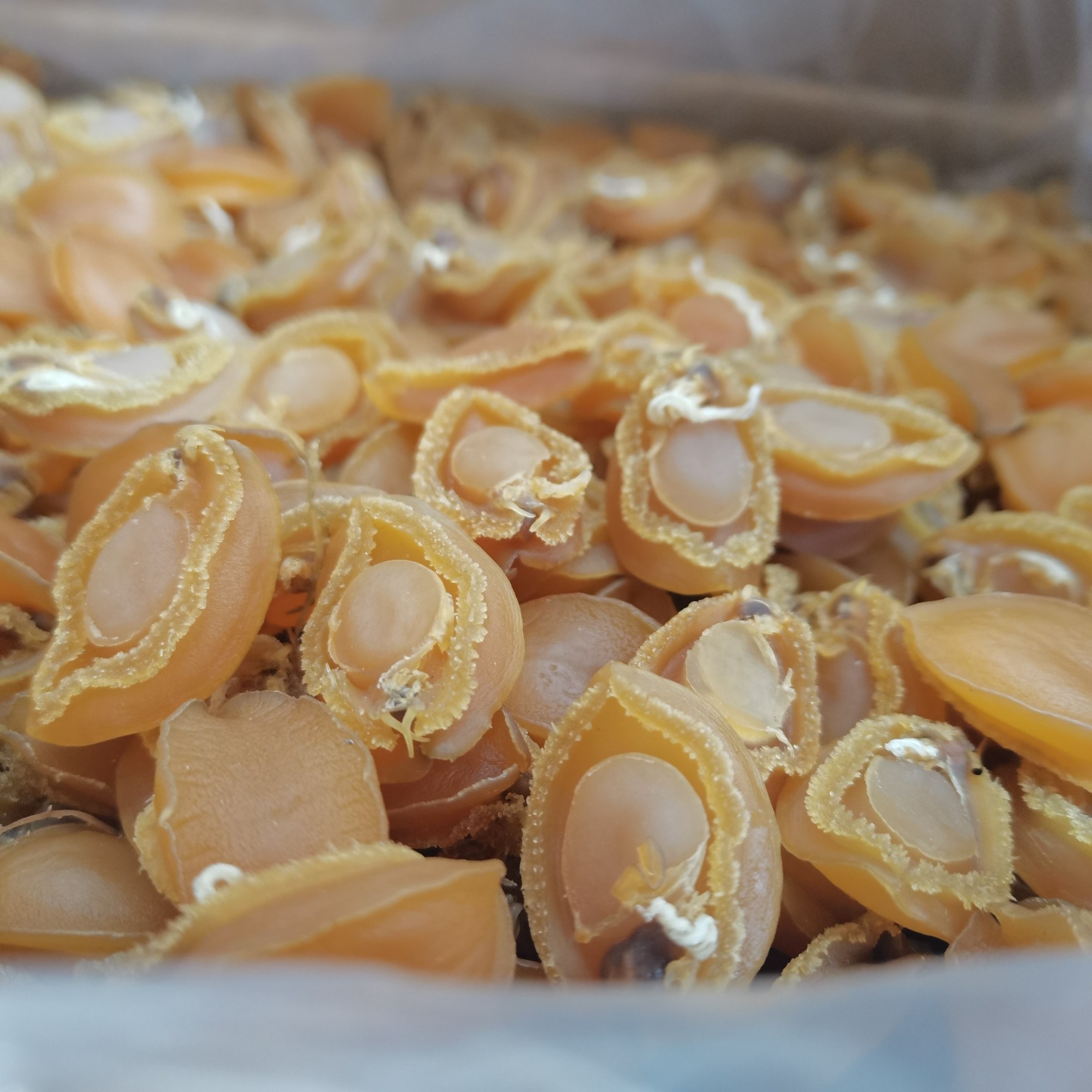 [鲍鱼干批发]鲍鱼干500g约40个淡干海味海产干货煲汤营养滋补送礼养生